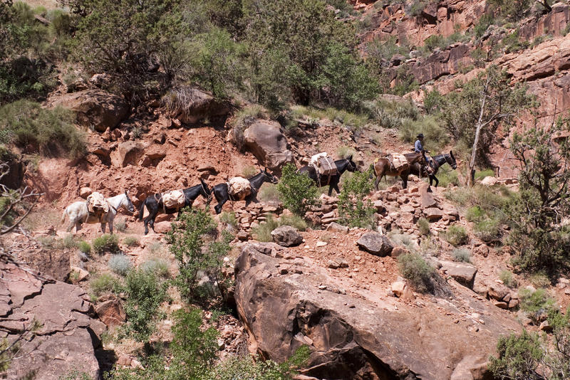 a line of mules climing up the side of the grand canyon