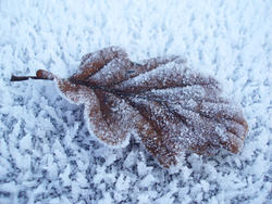 3505-frozen oak leaf