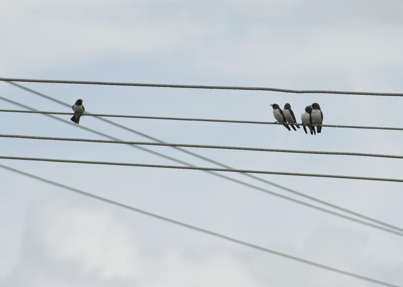 a conceptual image featuring five birds on power lines one bird isolated from the other group of birds