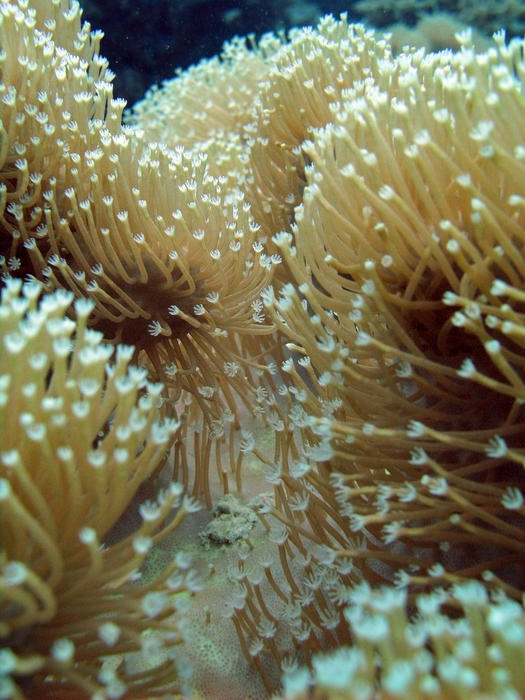 close up on extended soft coral polyps