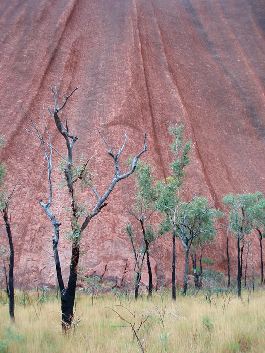a view from a walk around the base of uluru, burnt trees contrasting against the texture of the rock