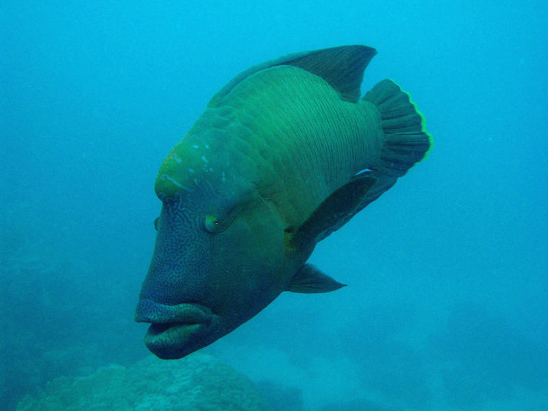 a humphead wrasse, one of many fish on the barrier reef