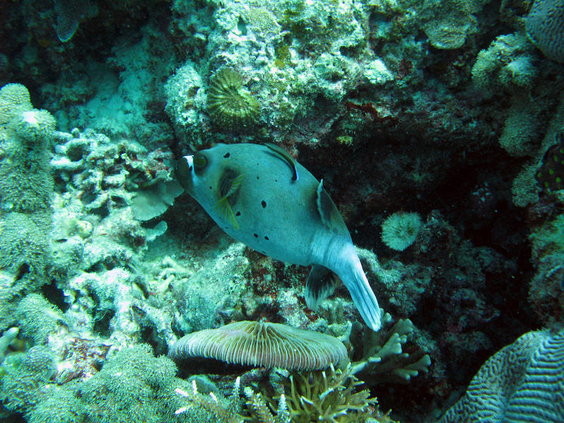 a fish swimming on a coral reef with mushroom and other corals