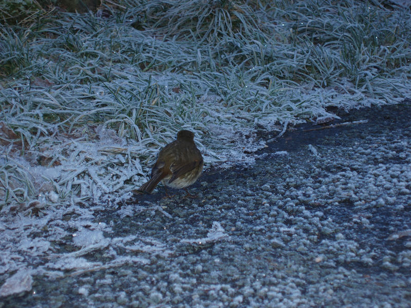 robin redbrest looking for food on a winter day