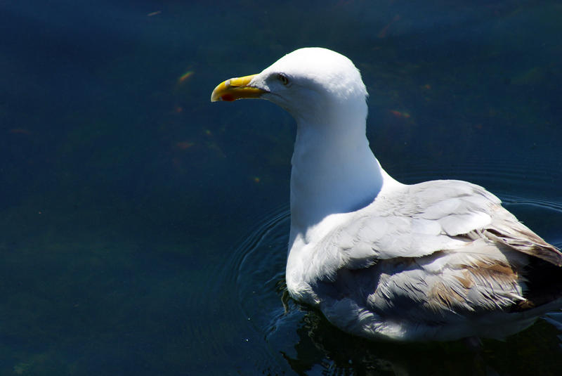 <p>Seagull Closeup</p>Seagull closeup swimming