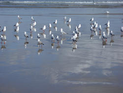 4142-seagulls on the beach