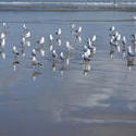 4142-seagulls on the beach