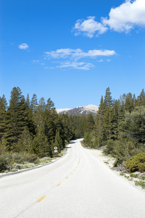 a drive through the treet lined roads of the sequoia national park, california,