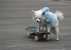 3918-skateboarding dog