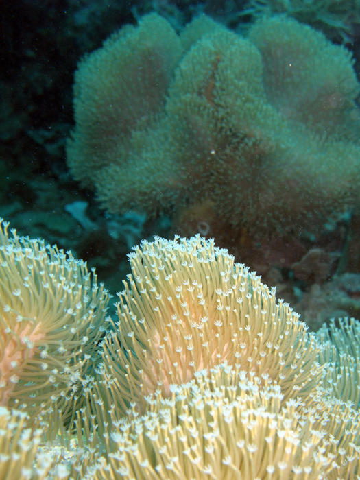 soft corals underwater with polyps extended to catch food