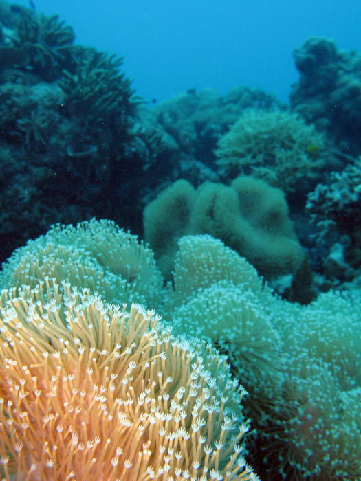 elephants ear coral underwater with polyps extended to catch food