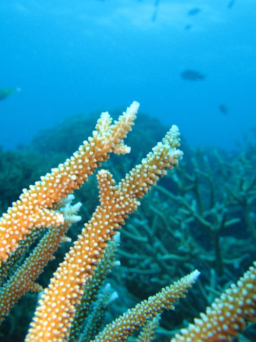 staghorn coral on australias great barrier reef