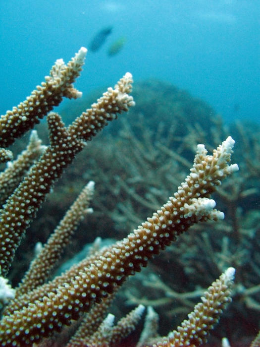 branching corals growing on a coral reef