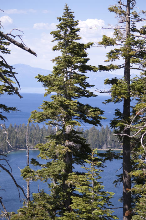 pine trees growing on the hills around the banks of lake tahoe