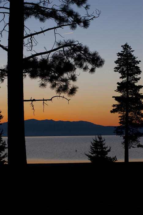 sunset tree silhouette at lake tahoe, california