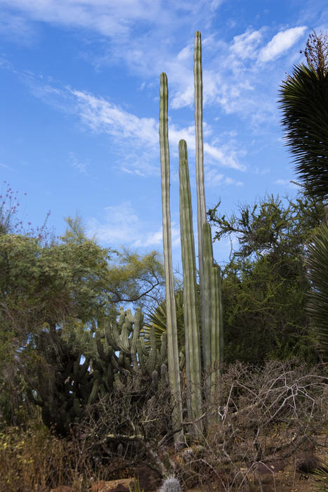 an assortment of various types of cactus