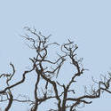 3007-gnarled tree branches
