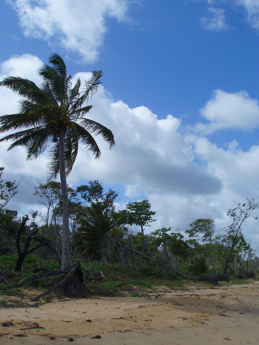 palms and other trees on a sandy tropical beach