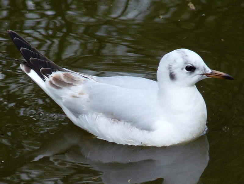 <p>Gull on Poole Park Lake.jpg.</p>