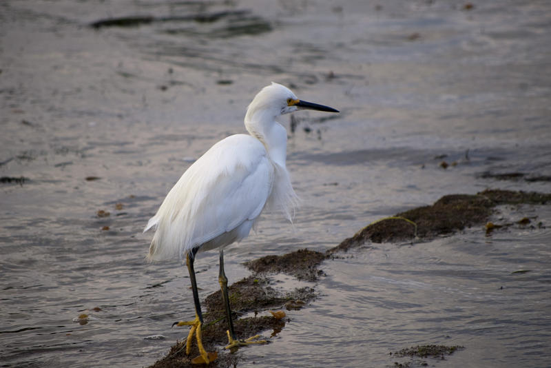 great white heron, wading bird looking for food at low tide
