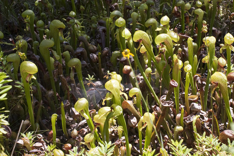 a carpet of juvenile orchid plants growing wild