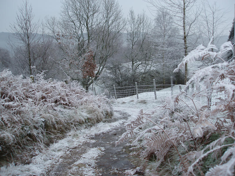 a bridalpath with all around covered in frost