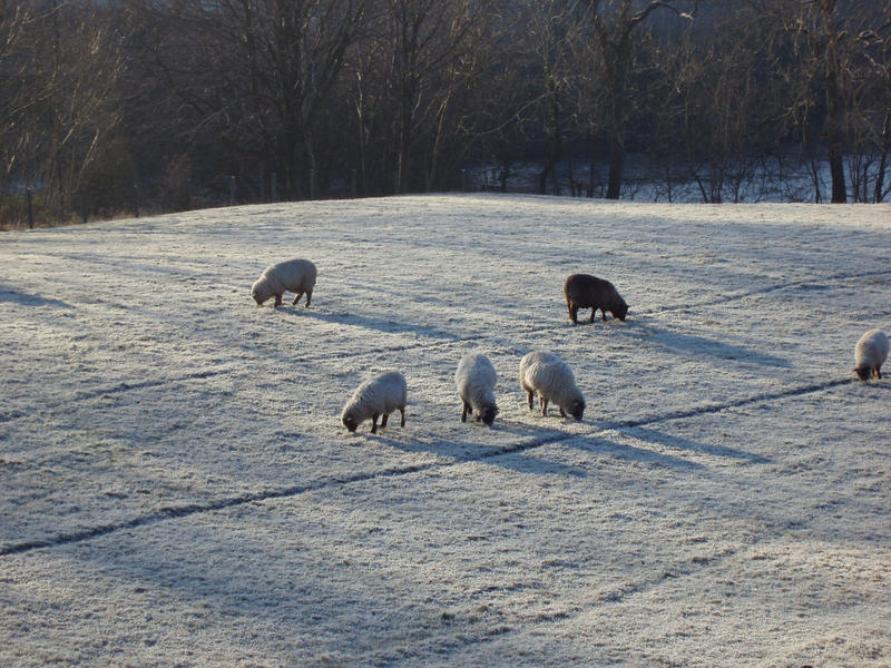 sheep grazing on a frozen field  
