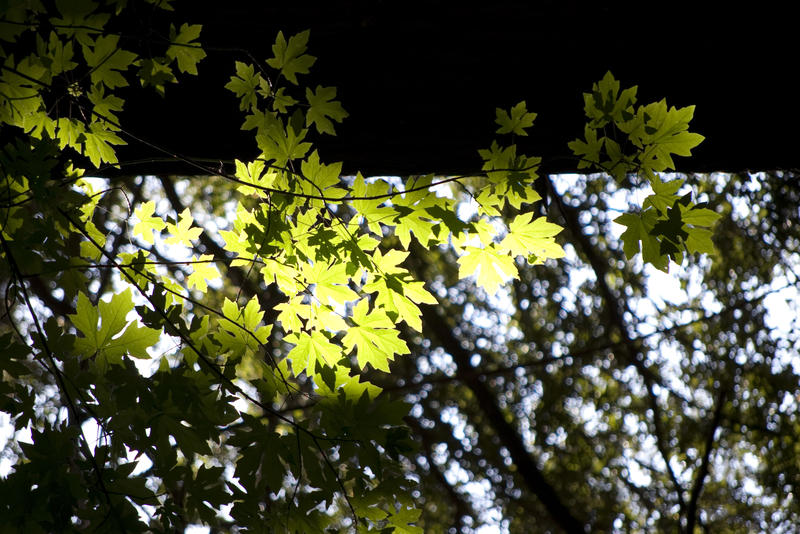 dappled sunlight streaming through leaves on a tree