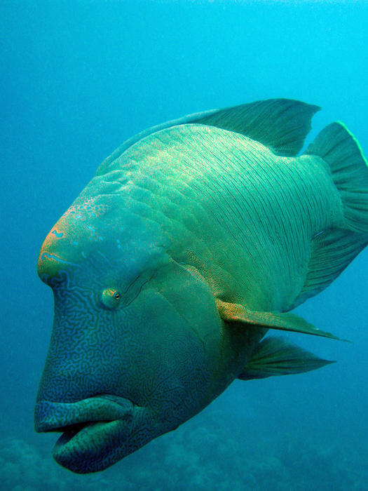 a humphead wrasse on the coral reef
