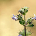 4543   a typical blue lamiaceae infloresence