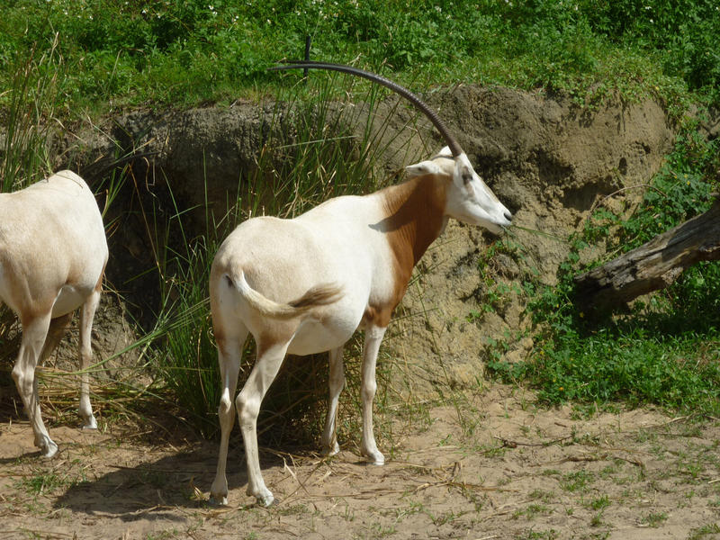 a white antelope