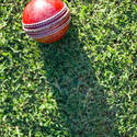 4835   cricket ball on grass
