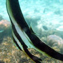 4533   banner fish maldives