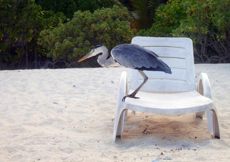 <p>heron on a beach sun lounger</p>