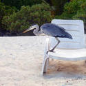 4535   beach heron maldives