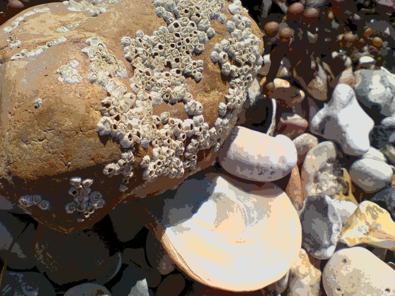 <p>beach pebbles</p>