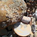 4581   beach barnacles