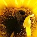 4935   bee  in sunflower1