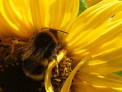 4936   bee  in sunflower2