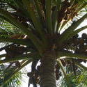 4529   coconuts palm tree