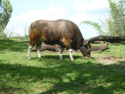 4777   cow or ox