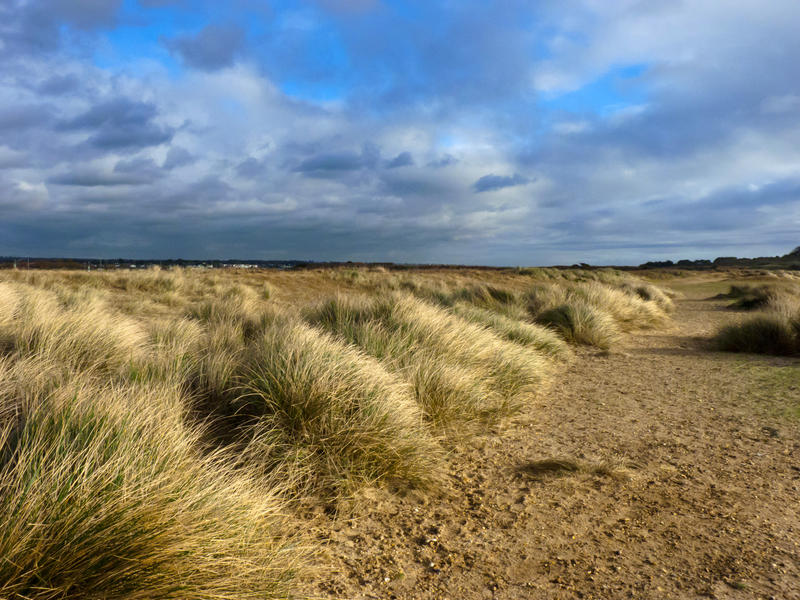 <p>Deserted Winter Landscape - coastal grasses</p>