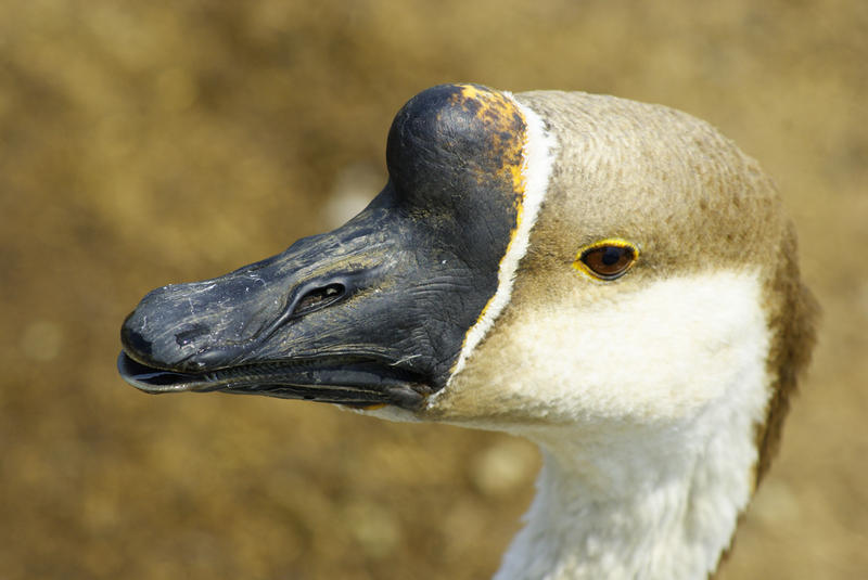 <p>Brown Domestic Goose</p>Close-up of a domestic Brown Goose