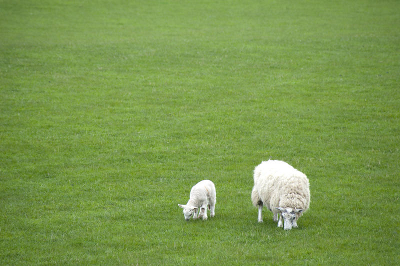 Spring ewe and lamb grazing in a lush green summer pasture with large copyspace.