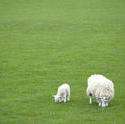 5061   Spring Ewe And Lamb