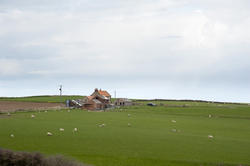 5065   Grazing Lambs On Farm