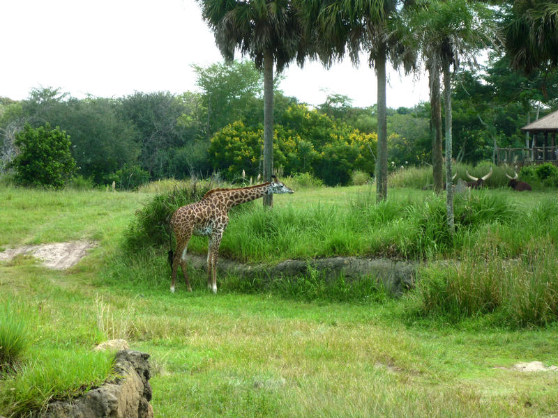 a single giraffe grazing