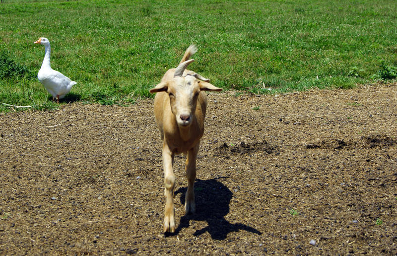 <p>Goat coming in to pose for the camera</p>Goat coming to pose for the camera