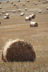 4650   hay field