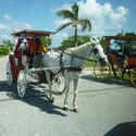 4796   horse and carriage